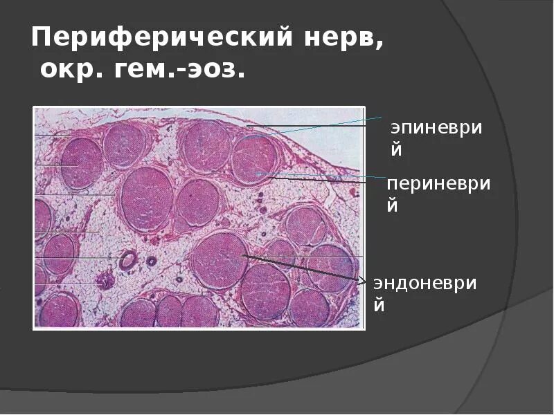 Периферический нерв функции. Строение периферического нерва гистология. Периферический нерв по Кульчицкому гистология. Строение периферического нервного узла. Периферический нерв. Гем-ЭОЗ.