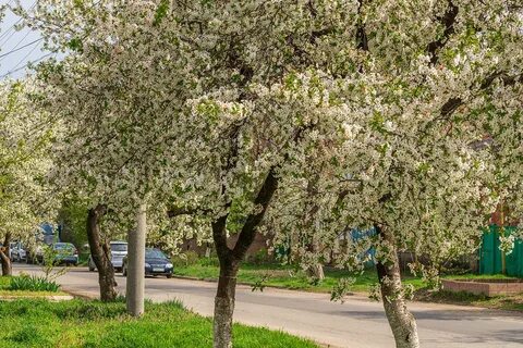 Апрель краснодар
