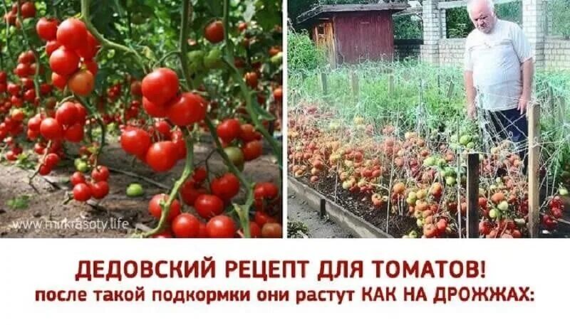 Томаты плодоносят. Дедовский рецепт для томатов. Томаты под лампами. Томаты растущие в роще. Потом ягодка начнет увеличиваться багроветь затем синеть