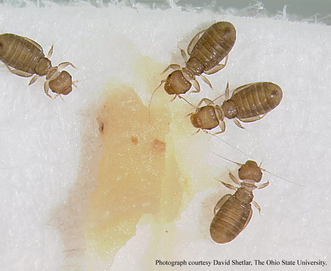 Вши жук. Отряд клопы таблица. Жучки сеноеды. Книжная вошь (сеноед книжный). Жук сеноед.