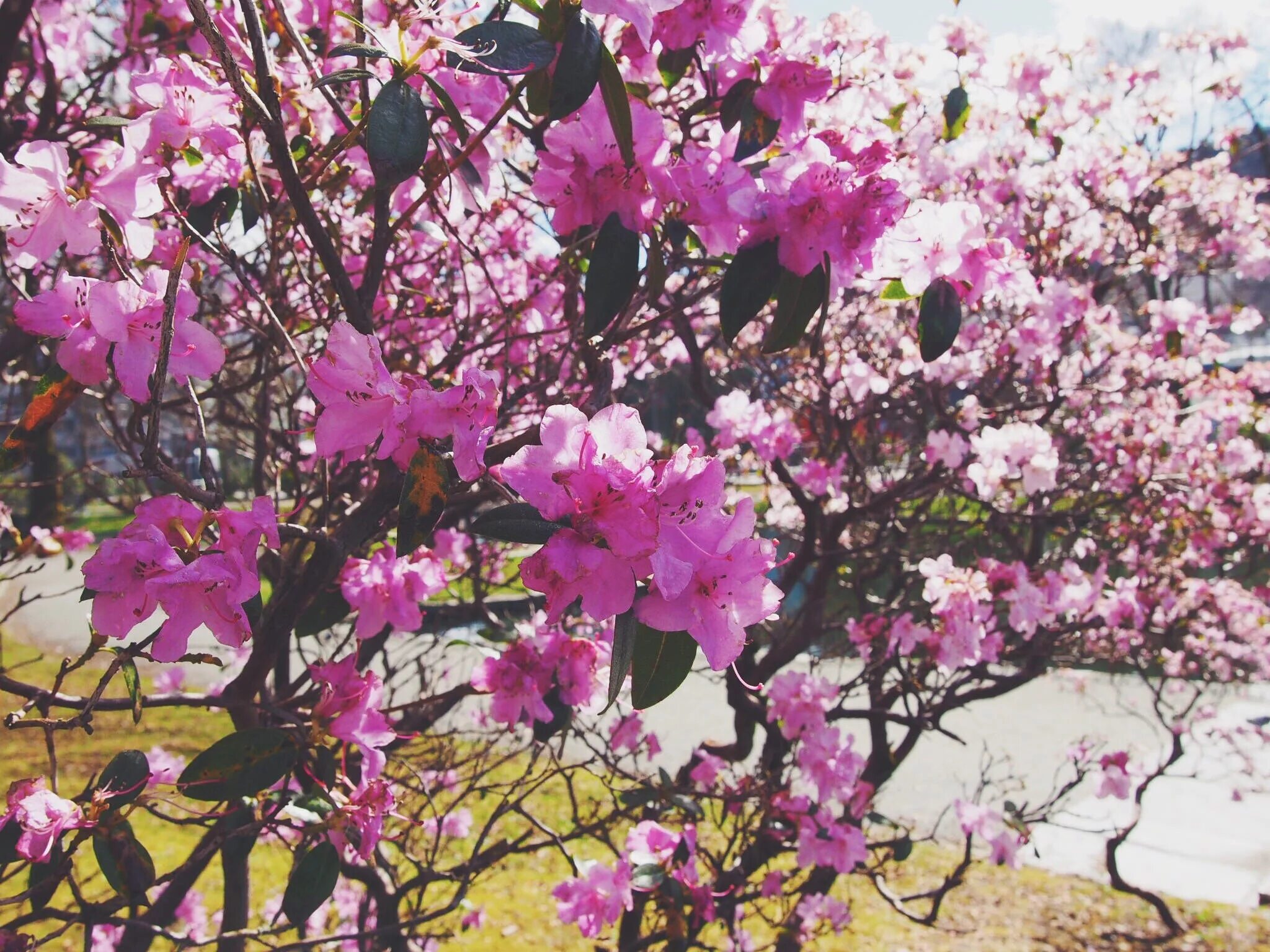 Розовые цветущие кустарники весной. Миндаль трехлопастной Розенмунд. Сакура кустарник. Кустарник красивоцветущий Сакура. Жёлтая Сакура кустарник Приморье.