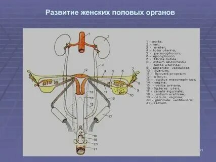 Строение половых органов у женщин анатомия наружных. Строение половых органов у женщин анатомия наружных