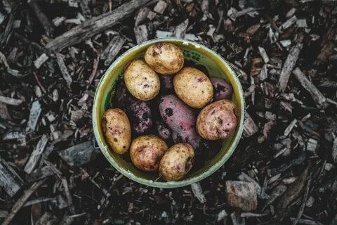 Урожай картофеля общим весом 10