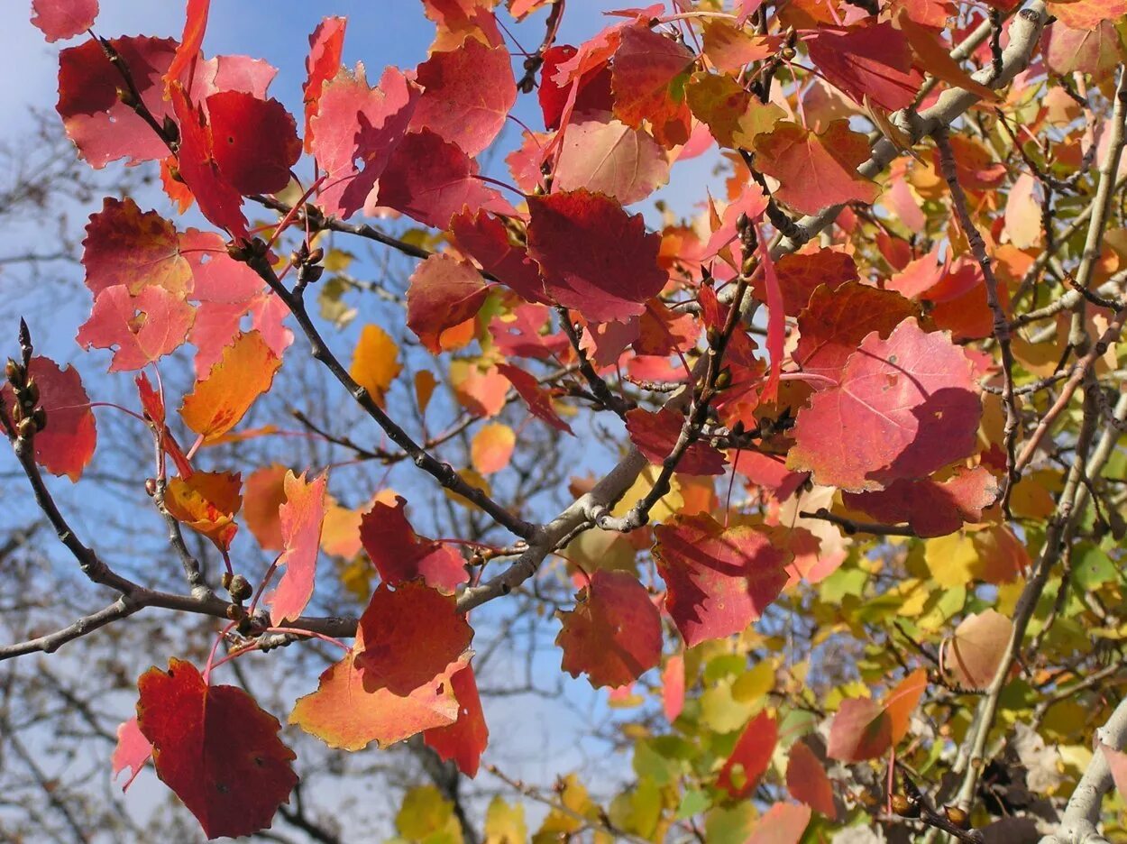 Осина (Populus tremula). Осина дерево осенью. Осина осенью. Осина дерево листья осенью. Осинка листья осенью