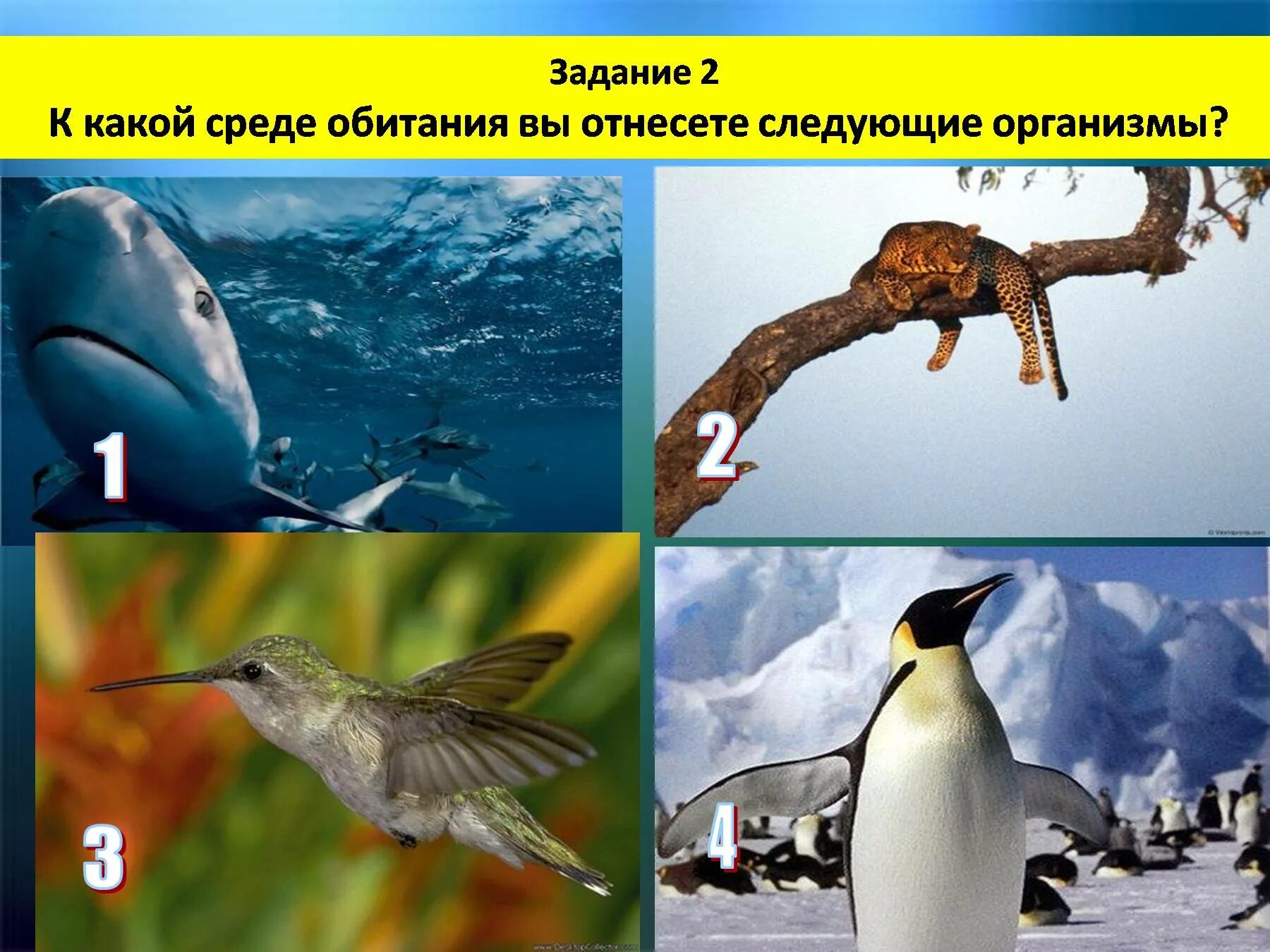 Организмы обитающие в разных средах. Среды обитания организмов. Среда обитания птиц. Среда обитания задания.