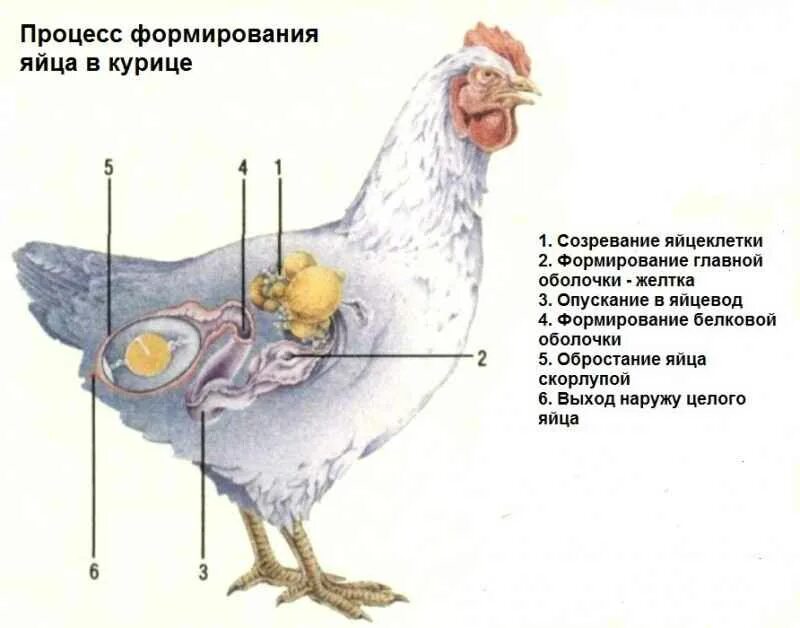 Как курицы делают яйца