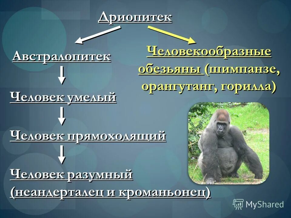 Человекообразные обезьяны представители. Человекообразными обезьянами являются. Человекообразные обезьяны человекообразные обезьяны. Человекообразные обезьяны человекообразные обезьяны. Человекообразные обезьяны человекообразные обезьяны.