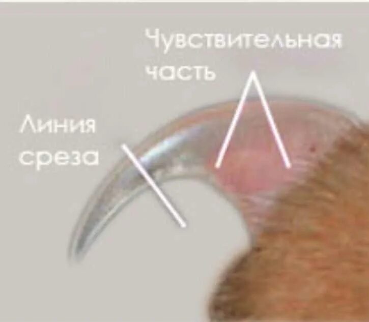 Можно стричь когти кошкам