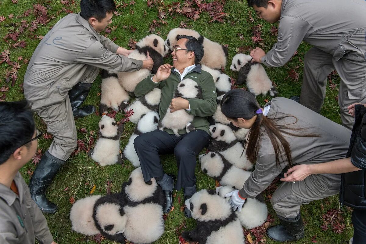 Заповедник панд в Китае. Панда и человек. Обниматель панд в Китае. Гигантская Панда в Китае.