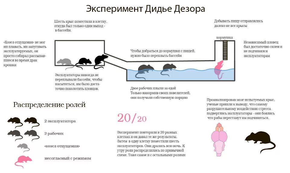 Эксперимент Дидье Дезора с шестью крысами. Эксперимент Дидье Дезора с крысами. Распределение ролей у крыс. Иерархическое положение у крыс.