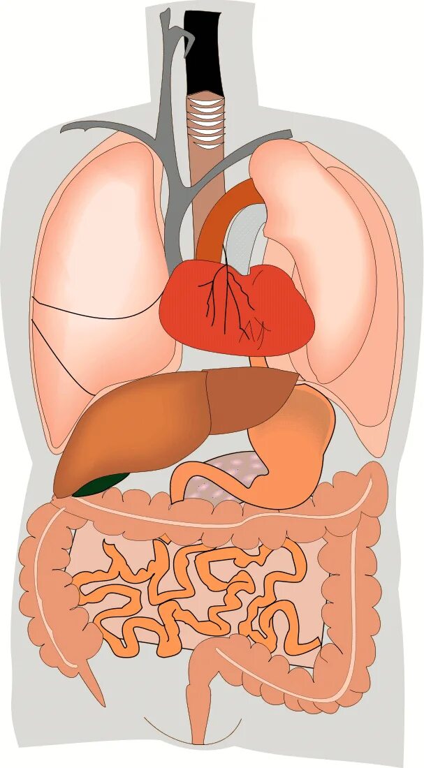 Internal organs. Внутренние органы человека. Макет внутренних органов человека. Внутреннее строение человека. Макет человека с органами.