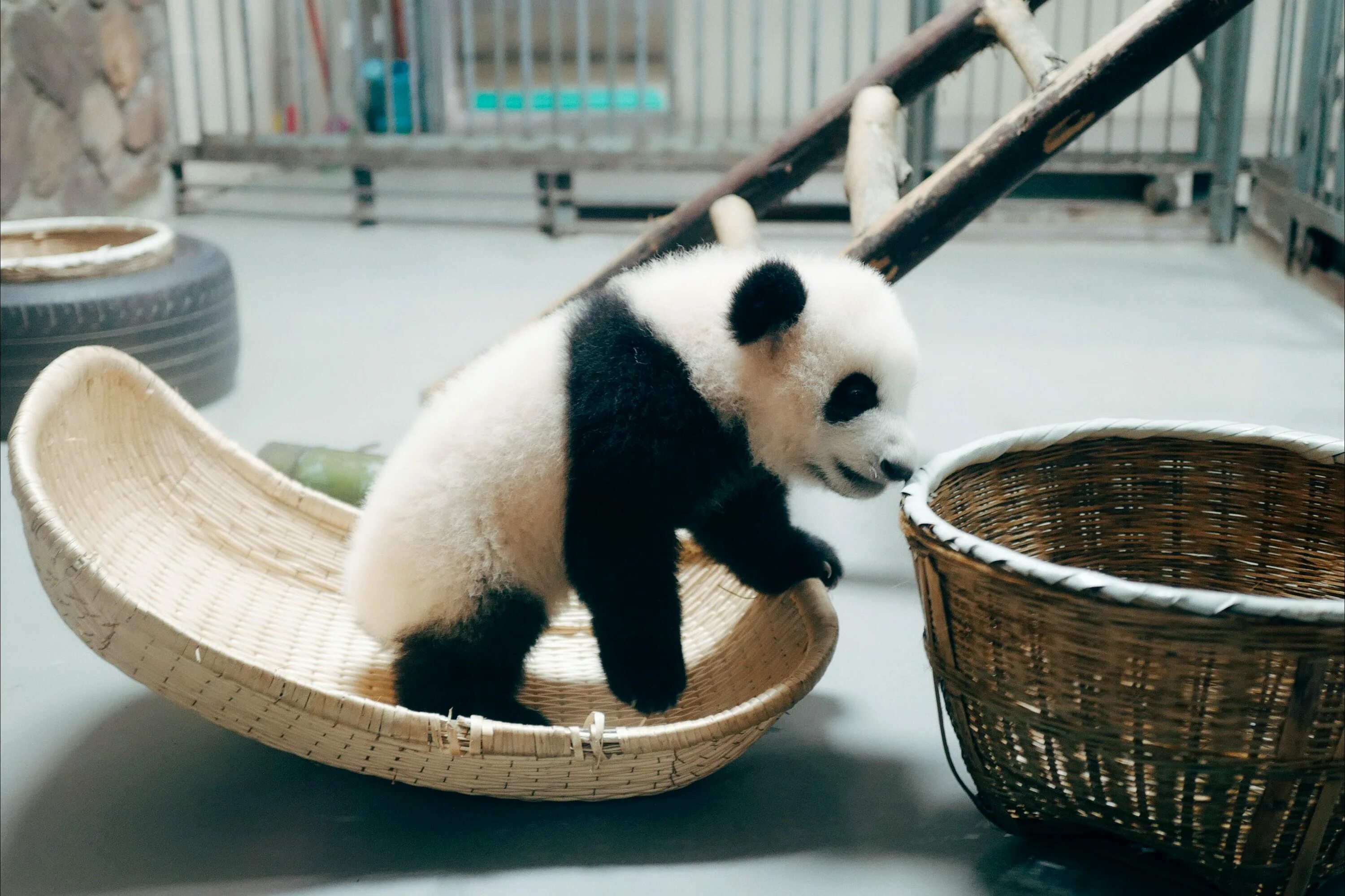 Как использовать pandas