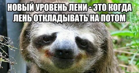 Не принимая во внимание его лень