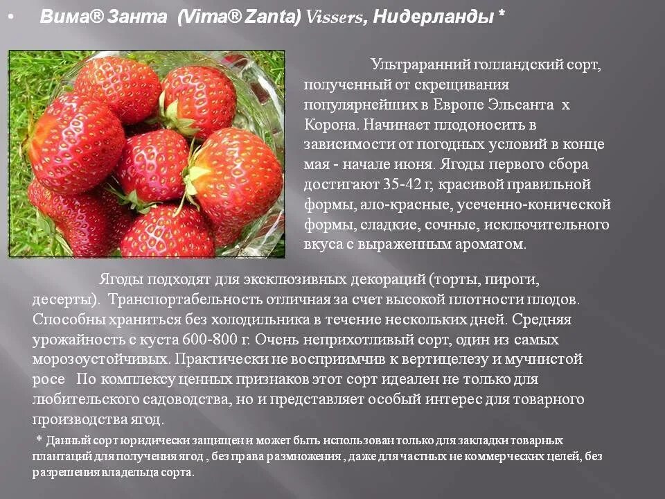 Клубника вима занта. Сорт клубники Вима Занта. Земляника Садовая Вима Занта. Клубника Вима Занта описание сорта. Сорт Вима Занта.