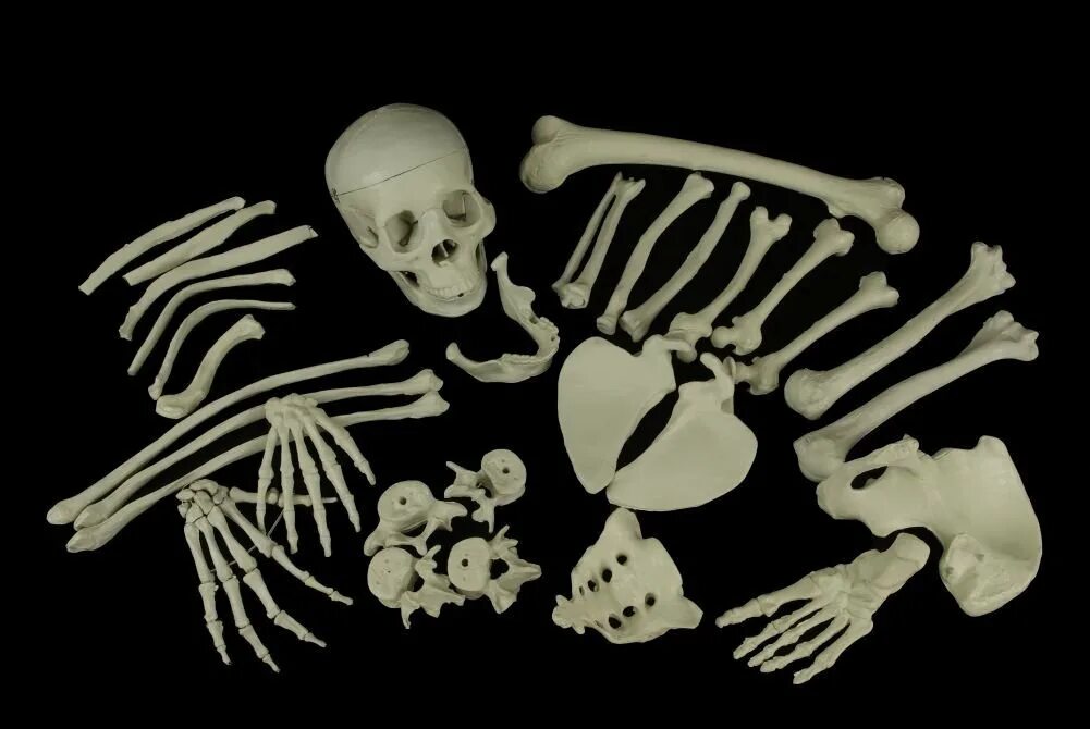 Скелет человека. Человеческие кости. Кости скелета. Костяной скелет.