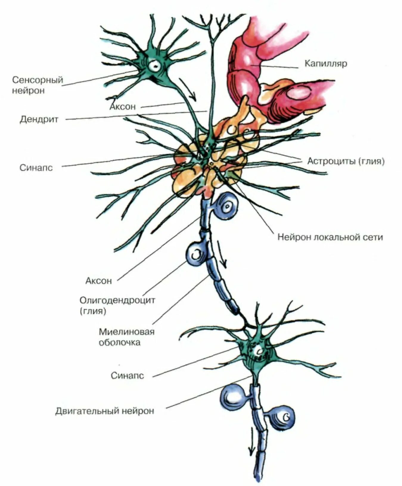 Схема строения нейрона. Строение нейрона и нейроглии. Нервная система строение нейрона нейроглия. Нейрон с множеством дендритов. Нервные узлы и нейрон