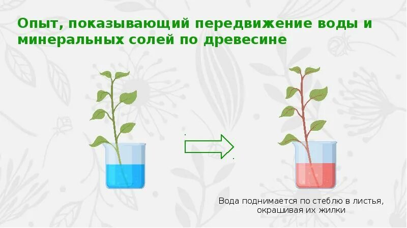 Опыт показывающий транспорт воды и Минеральных солей. Передвижение воды и Минеральных веществ. Движение воды в растении. Передвижение воды и питательных веществ в растении. Лабораторная работа по биологии передвижение воды