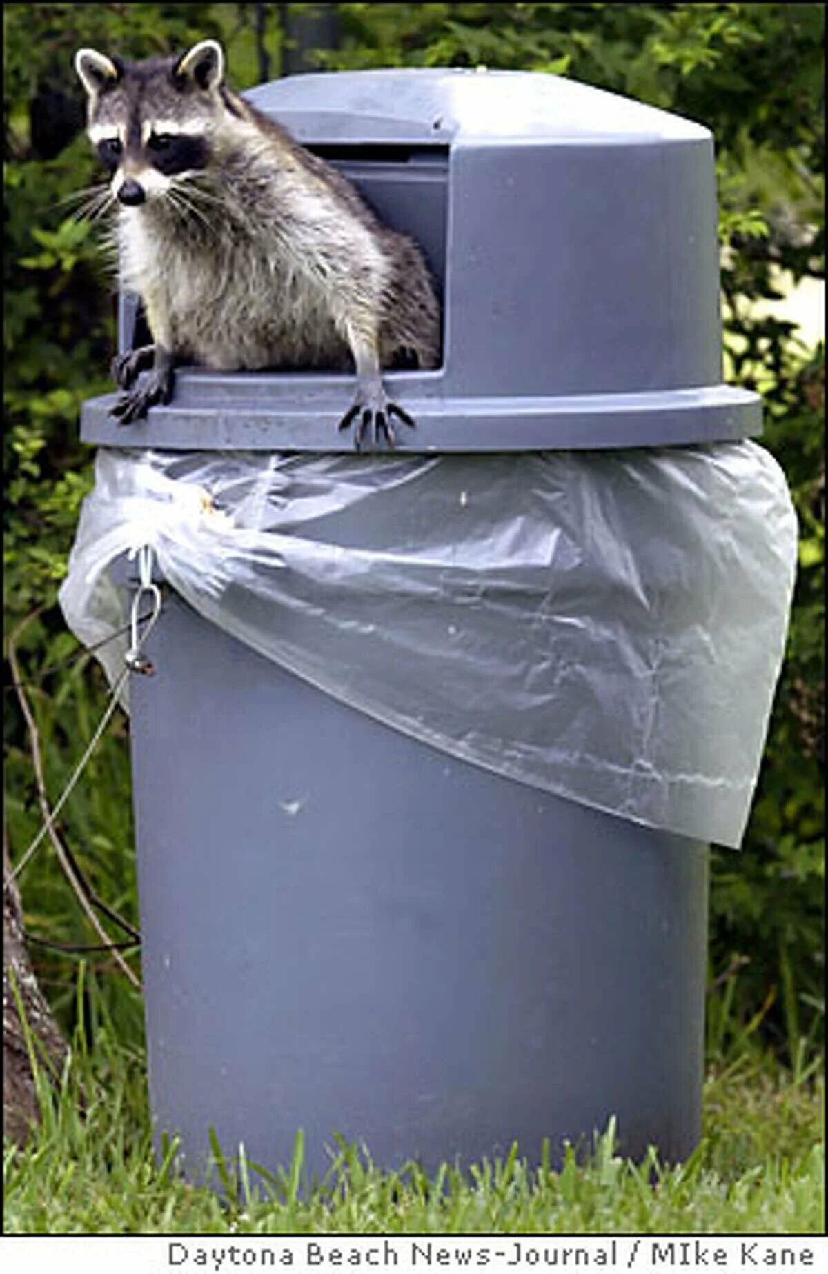 Енот роется в мусоре. Енот в мусорке. Енот в мусорке. Raccoon in garbage mat. Енот-полоскун.