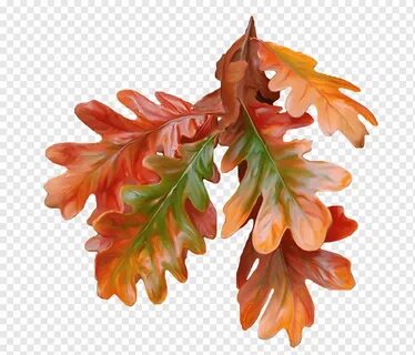 Autumn leaves png