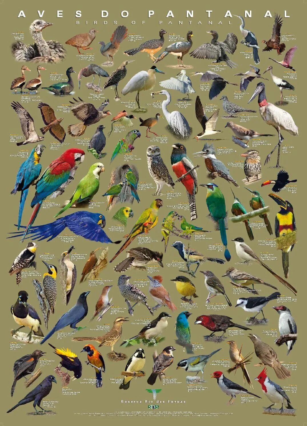 Название птиц много. Орнитологический атлас. Много птиц. Множество птиц. Атлас птиц.