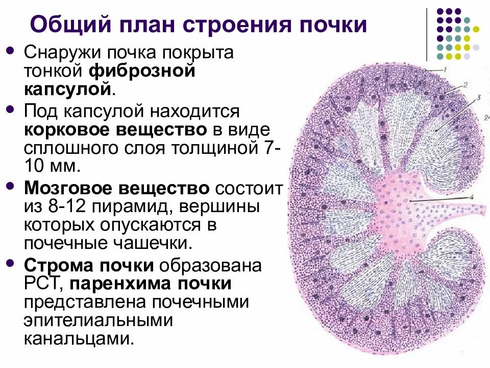 Какая ткань обеспечивает развитие почки. Строма и паренхима почки. Гистологическое строение строение почки. Строение коркового вещества почки анатомия. Строение клубочка почки гистология.