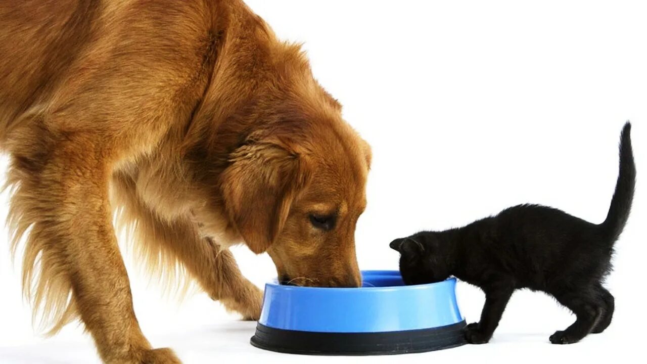 Можно собакам давать корм для кошек. Корм для собак. Собака ест из миски. Кормление собак и кошек. Корм для животных кошек собак.