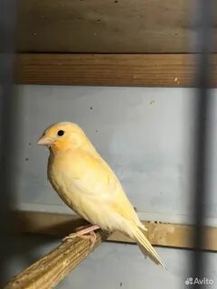 Авито канарейки