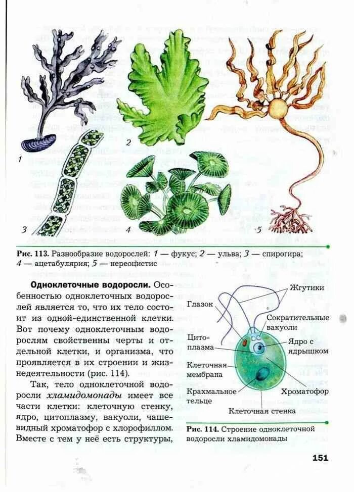 Тест водоросли 6. Учебник по биологии 6 класс водоросли. Книга по биологии 6 класс Пономарева водоросли. Рисунки из учебника по биологии 6 класс Пономарева. Биология 5 класс учебник многообразие водорослей.