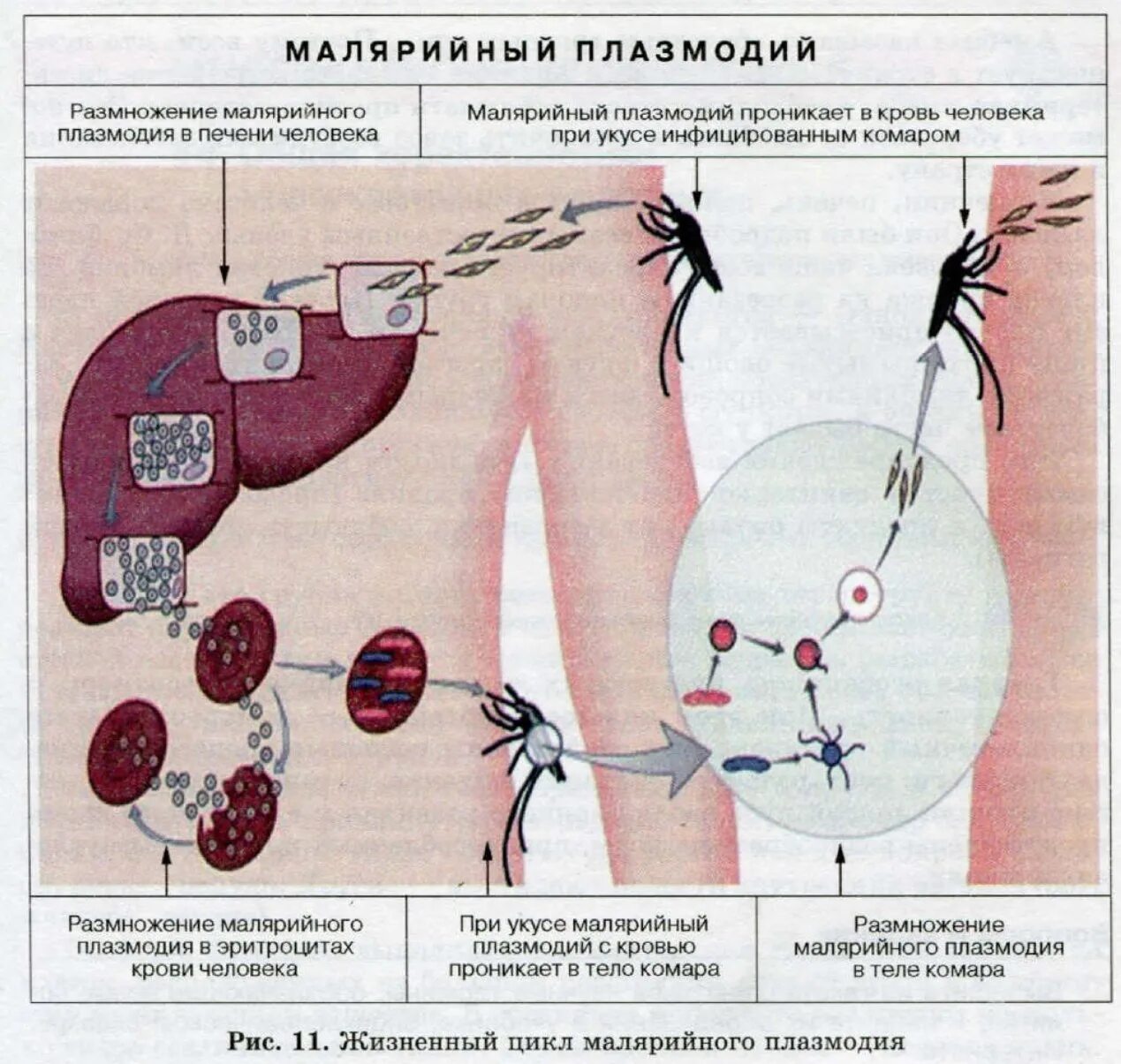 Как происходит заражение человека малярийным плазмодием. Цикл размножения малярийного плазмодия. Размножение малярийного плазмодия осуществляется. Жизненный цикл паразита малярийного плазмодия. Малярийный паразит биология.