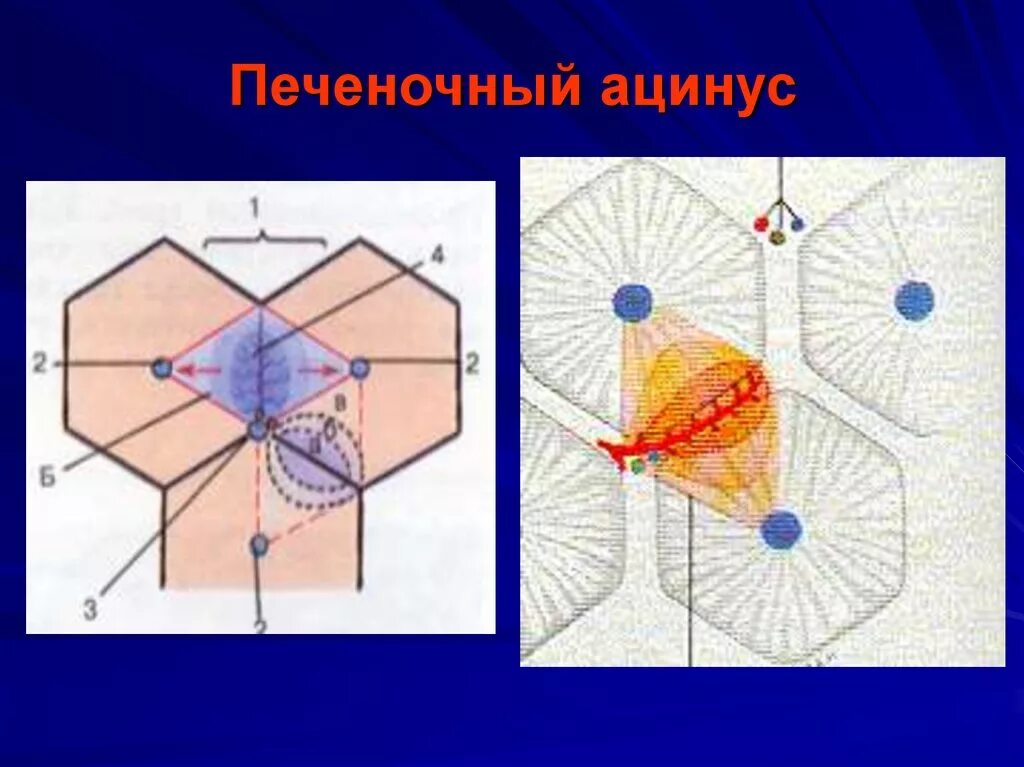 Строение ацинуса печени. Портальный ацинус. Строение портальной дольки печени. Строение печеночного ацинуса. Портальная долька и ацинус печени.