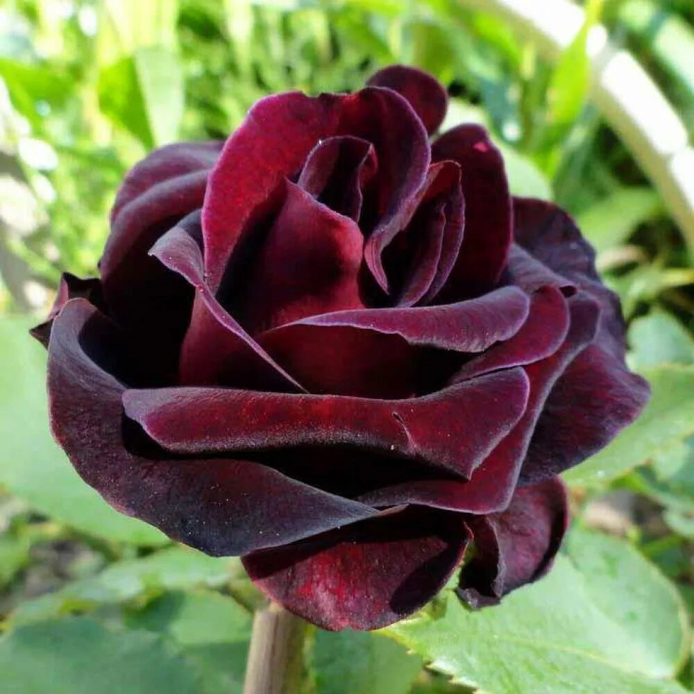 Сорт розы Фиджи Негро.