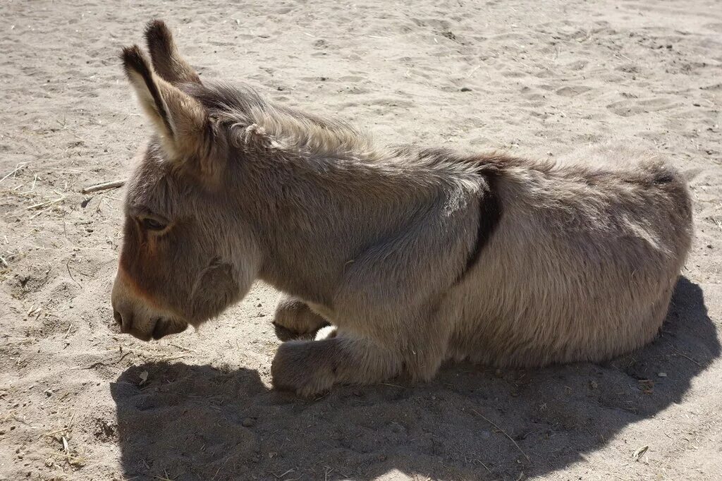 грустный ослик. ослик иа из винни пуха. ослик из винни пуха. ослик иа иа. ослик.