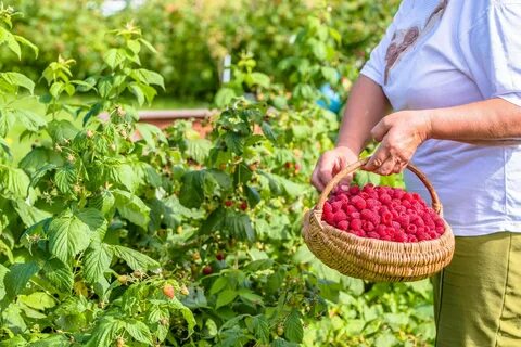 Малина большой урожай