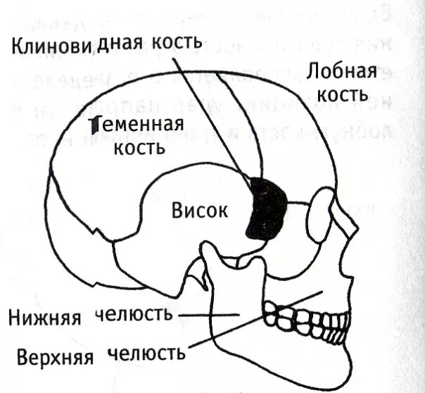 Виски орган человека. Где находится висок. Висок на голове где. Висок анатомия человека. Висок у человека.