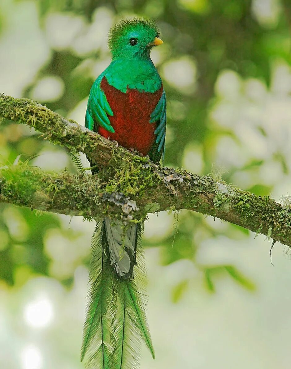 Resplendent delivery Wildlife Photographer of the Year Natural History Museum