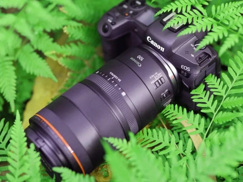 100mm macro. Canon 100 mm f2.8 macro.