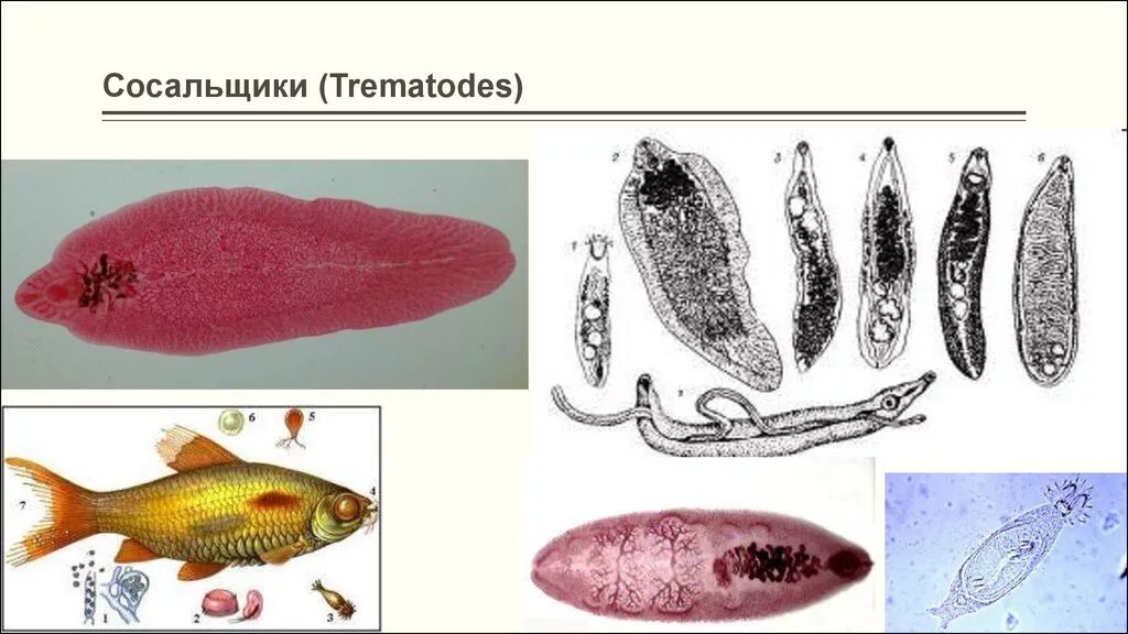 Гельминтология сосальщики. Медицинская гельминтология: сосальщики. Паразит печеночный сосальщик. Кишечный сосальщик