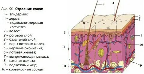 Дәретханадағы жетілген әйелдердің порно және секс-войеризмі