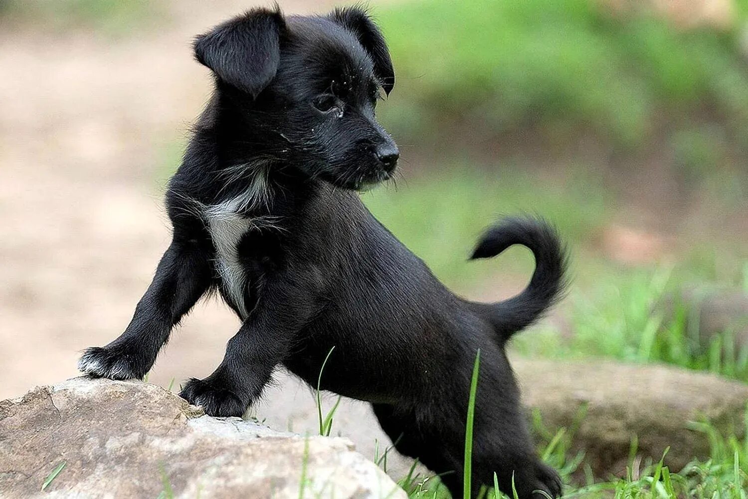 Сонник щенок черный. Паттердейл терьер чёрный. Терьер дворняга. Черный щенок дворняжки. Черная собачка дворняжка.