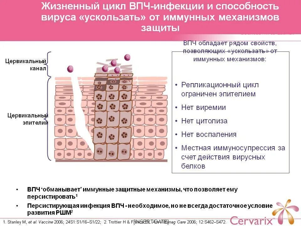 Лечение впч препараты схема лечения. Классификация и стадии развития папилломавирусной инфекции. Заболевания вызванные ВПЧ.