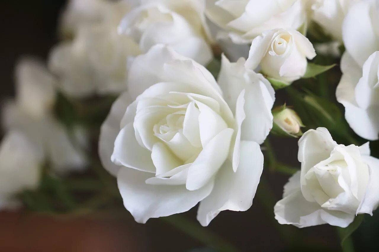 White rose. Белоснежные розы. Роза Фэмили Уайт. Белевью роза белая. Вабара Тсумиги роза белая.