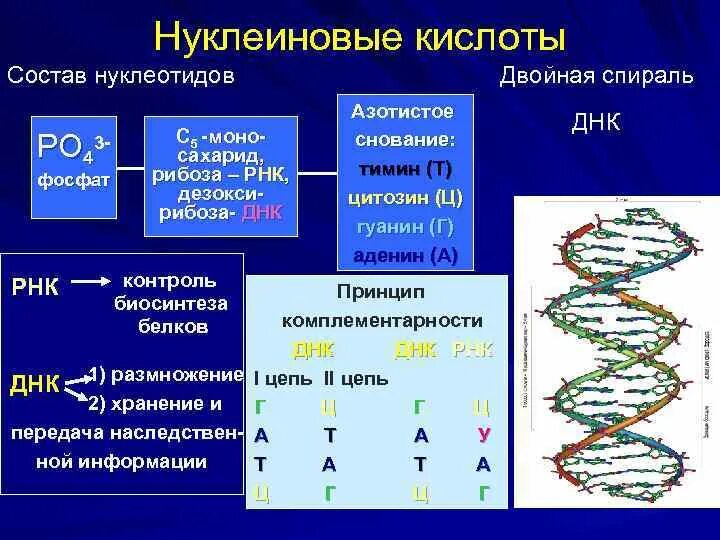 Состав нуклеиновых кислот днк