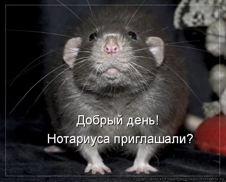 Прикол про мышь. Смешные мыши с надписями. крыса надпись. наглая крыса. крыса прикол.