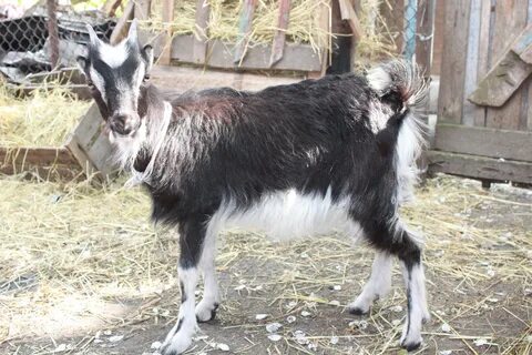Козьи какая