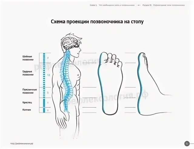 Позвоночник проекции