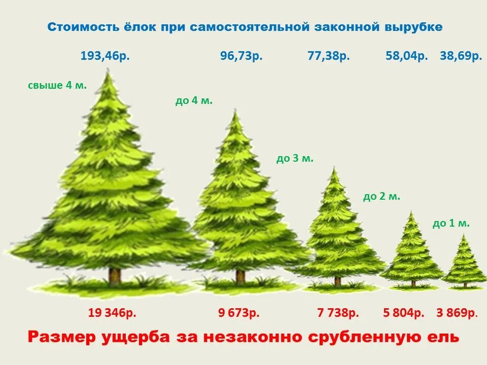 Какой штраф за ель. Средняя высота елки. ель высота дерева. елка метр высотой. высота елки в лесу.