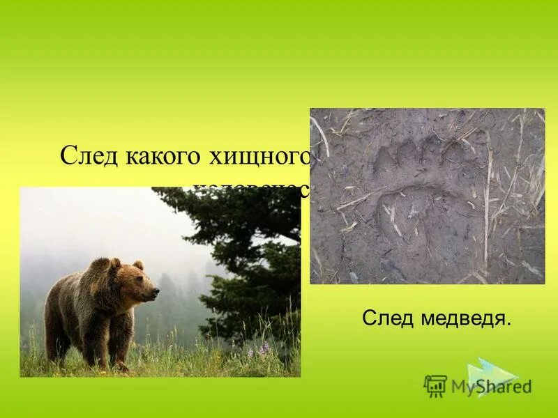 След хищного зверя похож на человеческий. Проект по следам зверей. След медведя похож на человеческий. След какого хищного зверя похож на след человека. След какого зверя похож.