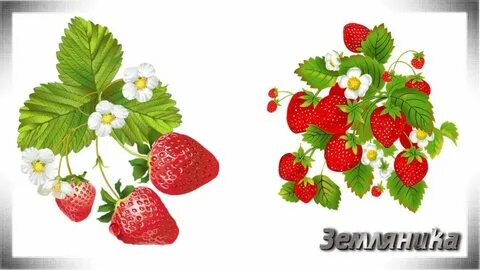 Картинки ягод для детей цветные