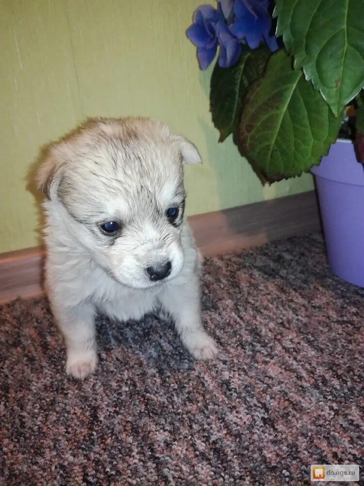 Авито питомцы