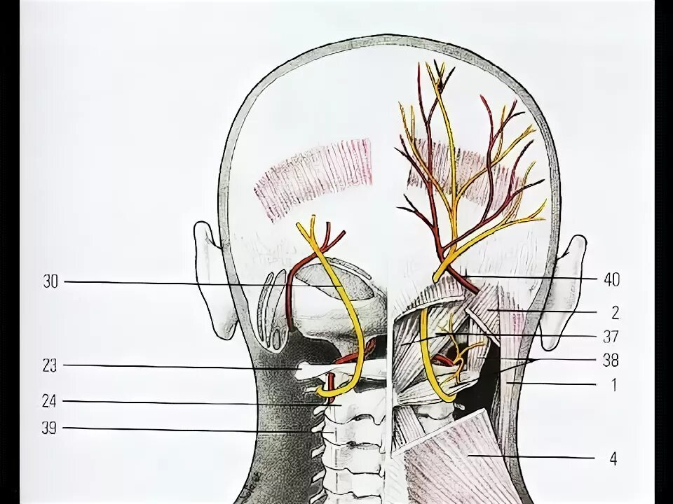 Нейропатия затылочного нерва. Зона иннервации затылочного нерва. Тройничный нерв на голове схема. Малый затылочный нерв иннервация. Малый затылочный нерв анатомия.